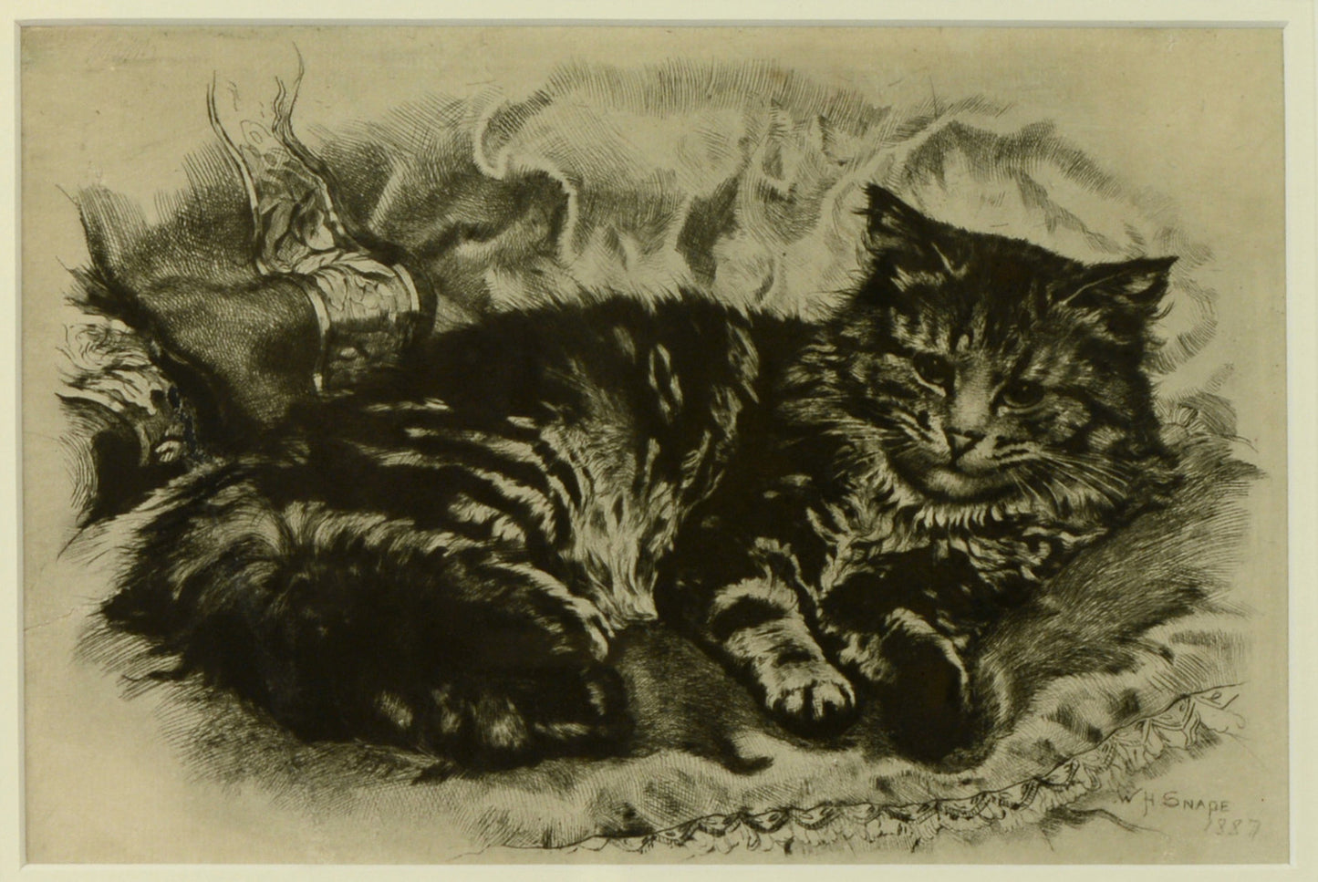 Study of a Cat - etching by William Hamilton Snape